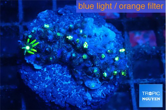 Pachyclavularia neon green 3 cm WYSIWYG acclimaté