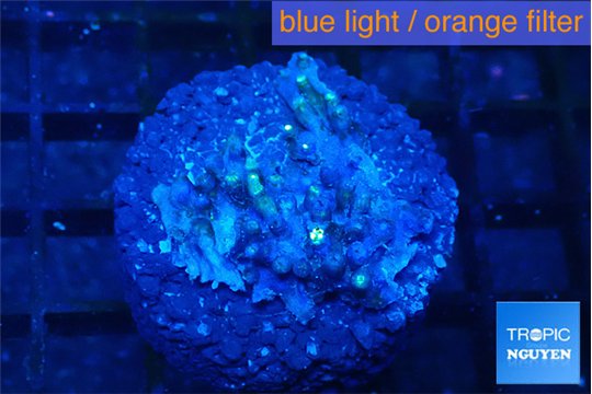 Pachyclavularia neon green 3 cm WYSIWYG acclimaté