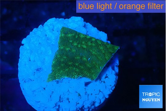 Pavona green 1 cm WYSIWYG acclimaté