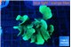 Pavona green 6-8 cm WYSIWYG acclimaté