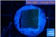 Montipora green & blue polyps 2 cm WYSIWYG acclimaté