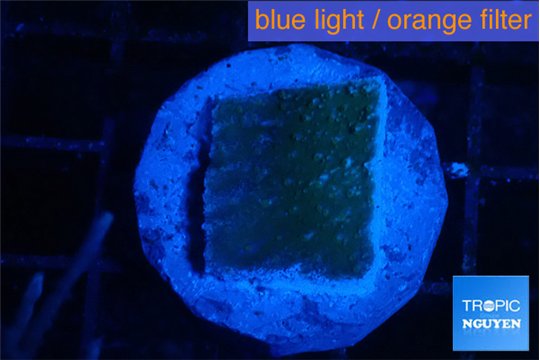 Montipora green & blue polyps 2 cm WYSIWYG acclimaté