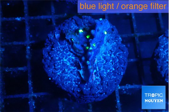 Pachyclavularia neon green 3 cm WYSIWYG acclimaté