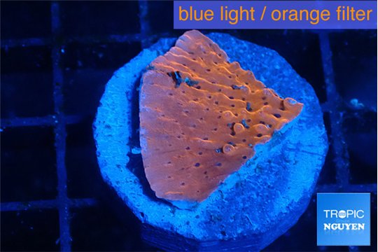 Montipora death spiral 2-3 cm WYSIWYG acclimaté