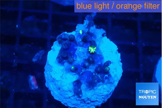 Pachyclavularia neon green 2 cm WYSIWYG acclimaté