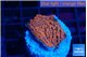 Montipora death spiral 2-3 cm WYSIWYG acclimaté