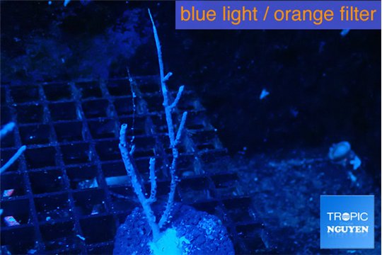 Gorgonia symbiotic 7-10 cm WYSIWYG acclimaté