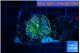 Ricordea yuma green purple 1 polyp WYSIWYG acclimaté