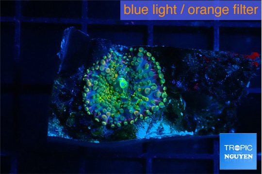 Ricordea yuma green purple 1 polyp WYSIWYG acclimaté