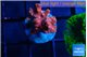 Cyphastrea decadia red 2-3 cm WYSIWYG acclimaté