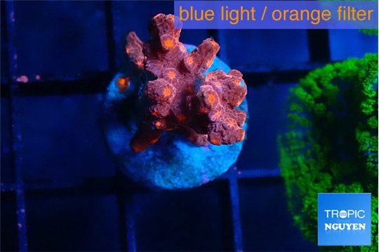 Cyphastrea decadia red 2-3 cm WYSIWYG acclimaté