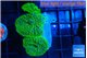 Rhodactis green 3 polyps WYSIWYG acclimaté