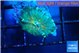 Rhodactis green blue 1 polyp WYSIWYG acclimaté
