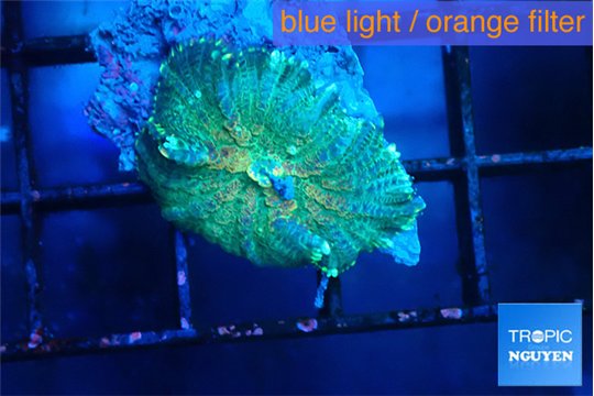 Rhodactis green blue 1 polyp WYSIWYG acclimaté