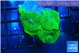 Rhodactis green 4 polyps WYSIWYG acclimaté