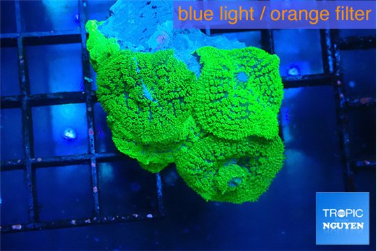 Rhodactis green 4 polyps WYSIWYG acclimaté