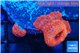 Discosoma red & blue spot 2 polyps WYSIWYG acclimaté