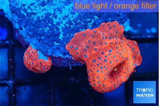 Discosoma red & blue spot 2 polyps WYSIWYG acclimaté