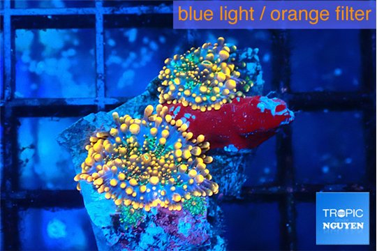 Ricordea yuma red 2 polyps WYSIWYG acclimaté