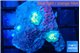 Rhodactis golden fusion small polyps 2 polyps WYSIWYG acclimaté