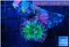Ricordea yuma green blue 1 polyp WYSIWYG acclimaté