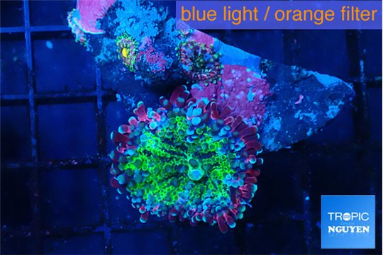 Ricordea yuma green blue 1 polyp WYSIWYG acclimaté