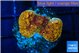 Pavona orange 2 cm WYSIWYG acclimaté