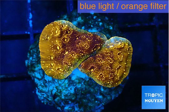 Pavona orange 2 cm WYSIWYG acclimaté