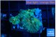 Rhodactis green blue 3 polyps WYSIWYG acclimaté