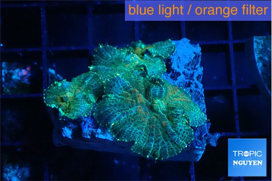 Rhodactis green blue 3 polyps WYSIWYG acclimaté