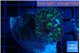 Rhodactis green long hair 1 polyp WYSIWYG acclimaté