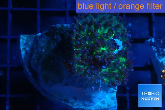 Rhodactis green long hair 1 polyp WYSIWYG acclimaté