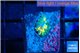 Rhodactis golden fusion small polyps 1 polyp WYSIWYG acclimaté