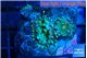 Ricordea yuma green blue 2 polyps WYSIWYG acclimaté