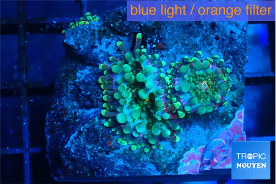 Ricordea yuma green blue 2 polyps WYSIWYG acclimaté