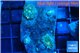 Rhodactis golden fusion small polyps 3 polyps WYSIWYG acclimaté