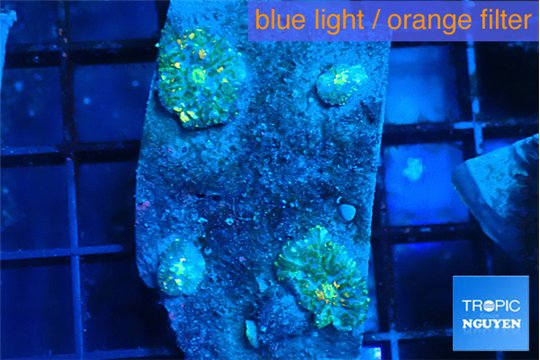 Rhodactis golden fusion small polyps 3 polyps WYSIWYG acclimaté