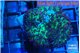 Rhodactis green long hair 1 polyp WYSIWYG acclimaté