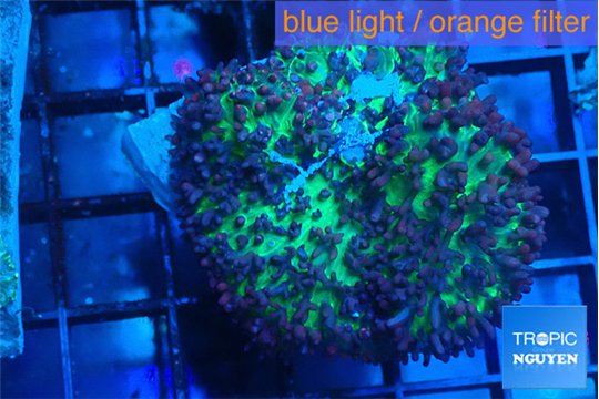 Rhodactis green long hair 1 polyp WYSIWYG acclimaté