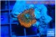 Rhodactis red green fire forest 1 polyp WYSIWYG acclimaté