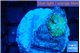 Rhodactis green blue 1 polyp WYSIWYG acclimaté