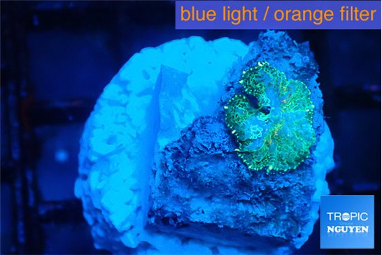 Rhodactis green blue 1 polyp WYSIWYG acclimaté