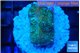 Rhodactis green blue 2 polyps WYSIWYG acclimaté