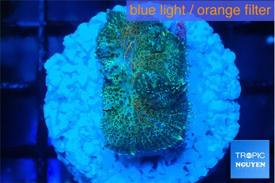 Rhodactis green blue 2 polyps WYSIWYG acclimaté