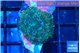 Rhodactis golden blue 1 polyp WYSIWYG acclimaté