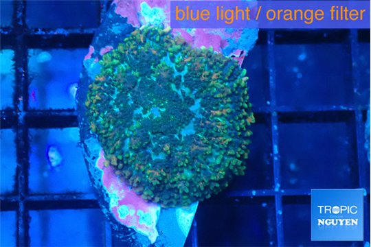 Rhodactis golden blue 1 polyp WYSIWYG acclimaté
