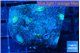 Rhodactis golden fusion small polyps 3-4 polyps WYSIWYG acclimaté