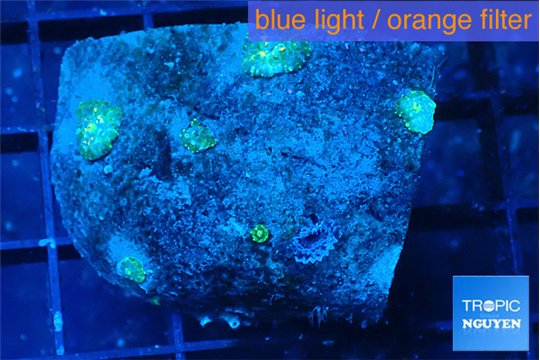 Rhodactis golden fusion small polyps 3-4 polyps WYSIWYG acclimaté