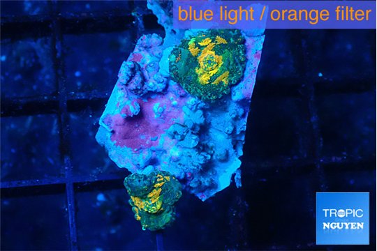 Rhodactis magma 2 polyps WYSIWYG acclimaté