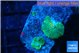 Rhodactis green blue 2 polyps WYSIWYG acclimaté